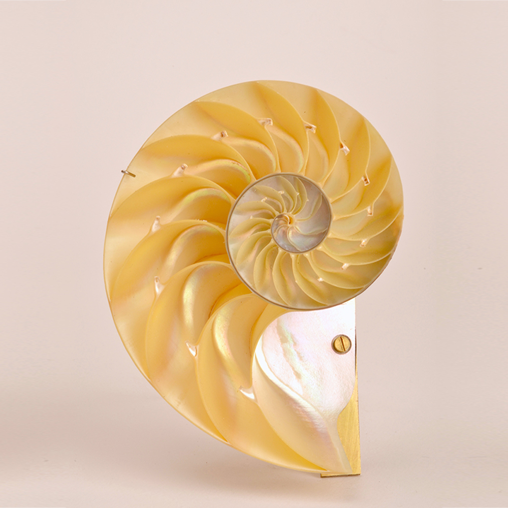 Carrying Device for a Nautilus Shell Divided by Sigurd Bronger