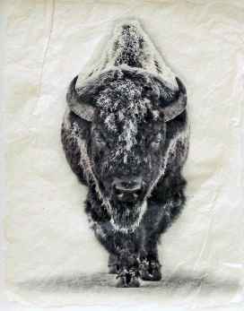 Snow Bison XL by  Pete Zaluzec - Masterpiece Online