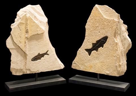 Sculpture #1 by   Fossils - Masterpiece Online