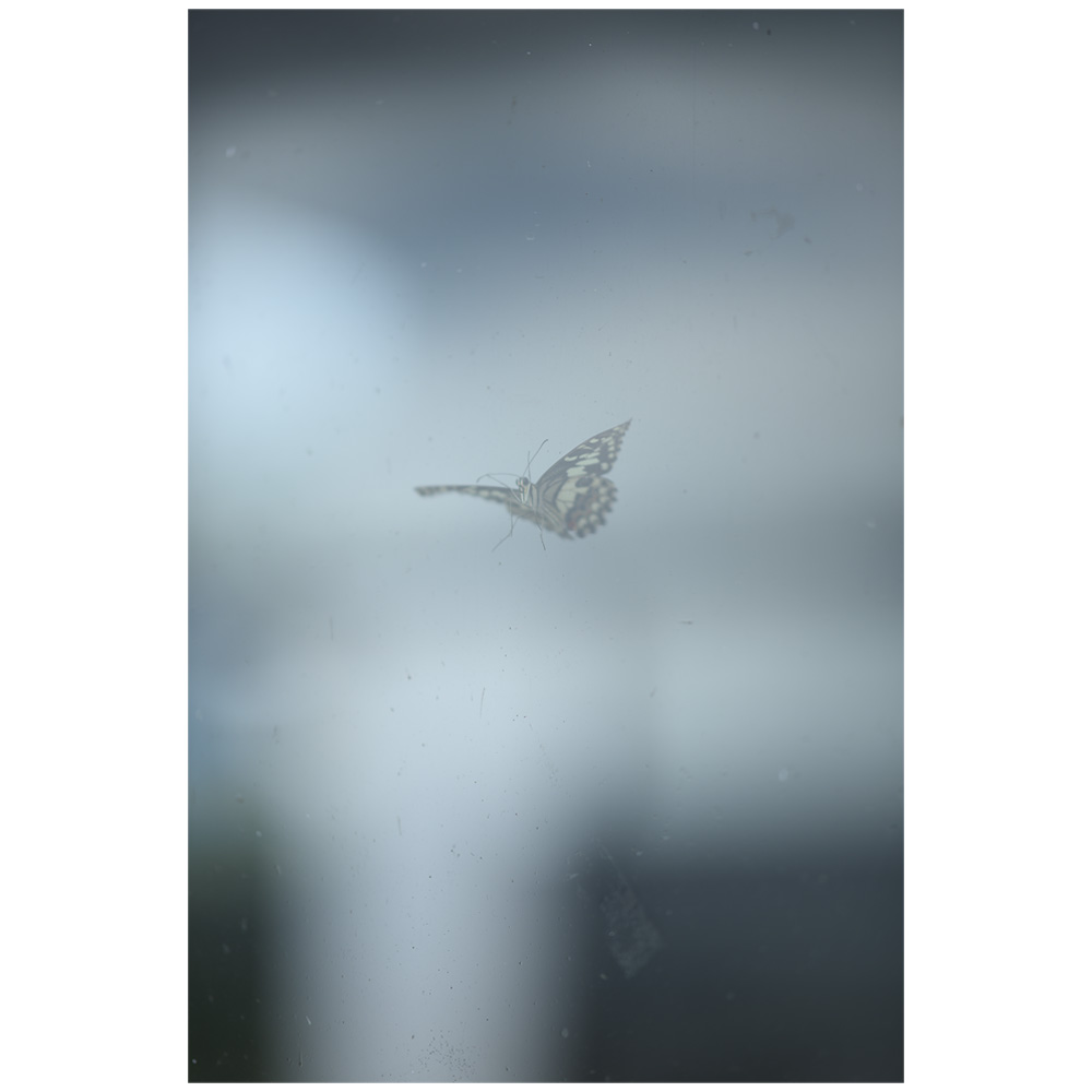 Butterflies 3 (ed.1-3) by Chalat Kanjanaratanakorn