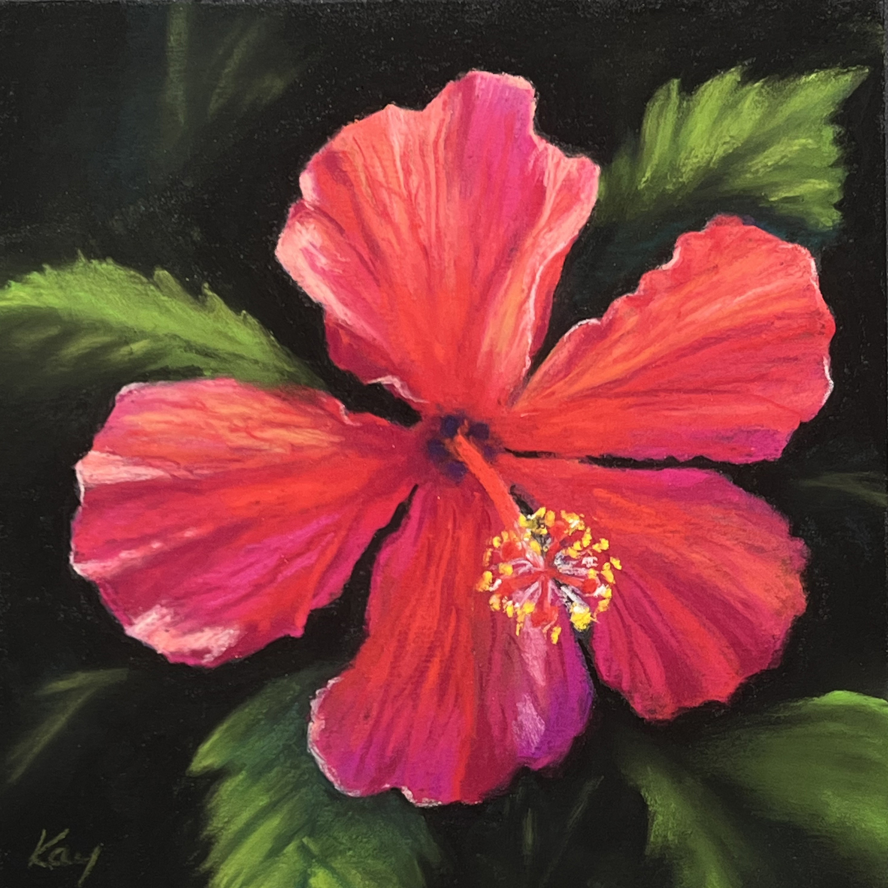 Image of Hybiscus x rosa-sinensis by Kay Brathol-Hostvet