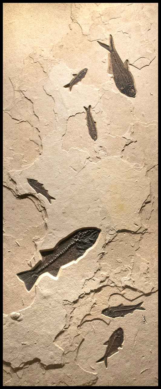 Fossil Mural 3002 by   Fossils - Masterpiece Online