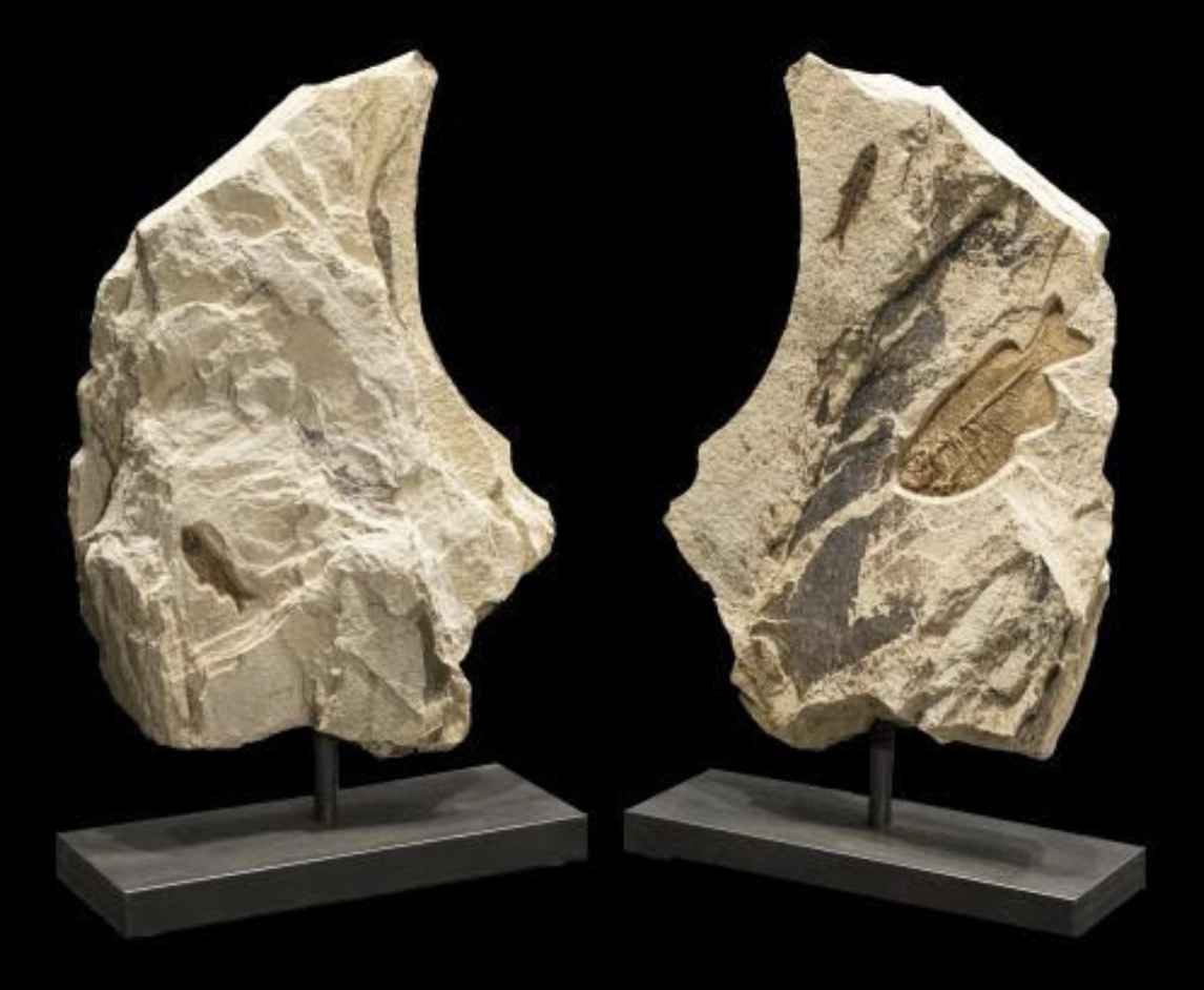 Fossil Sculpture 8304 by   Fossils - Masterpiece Online
