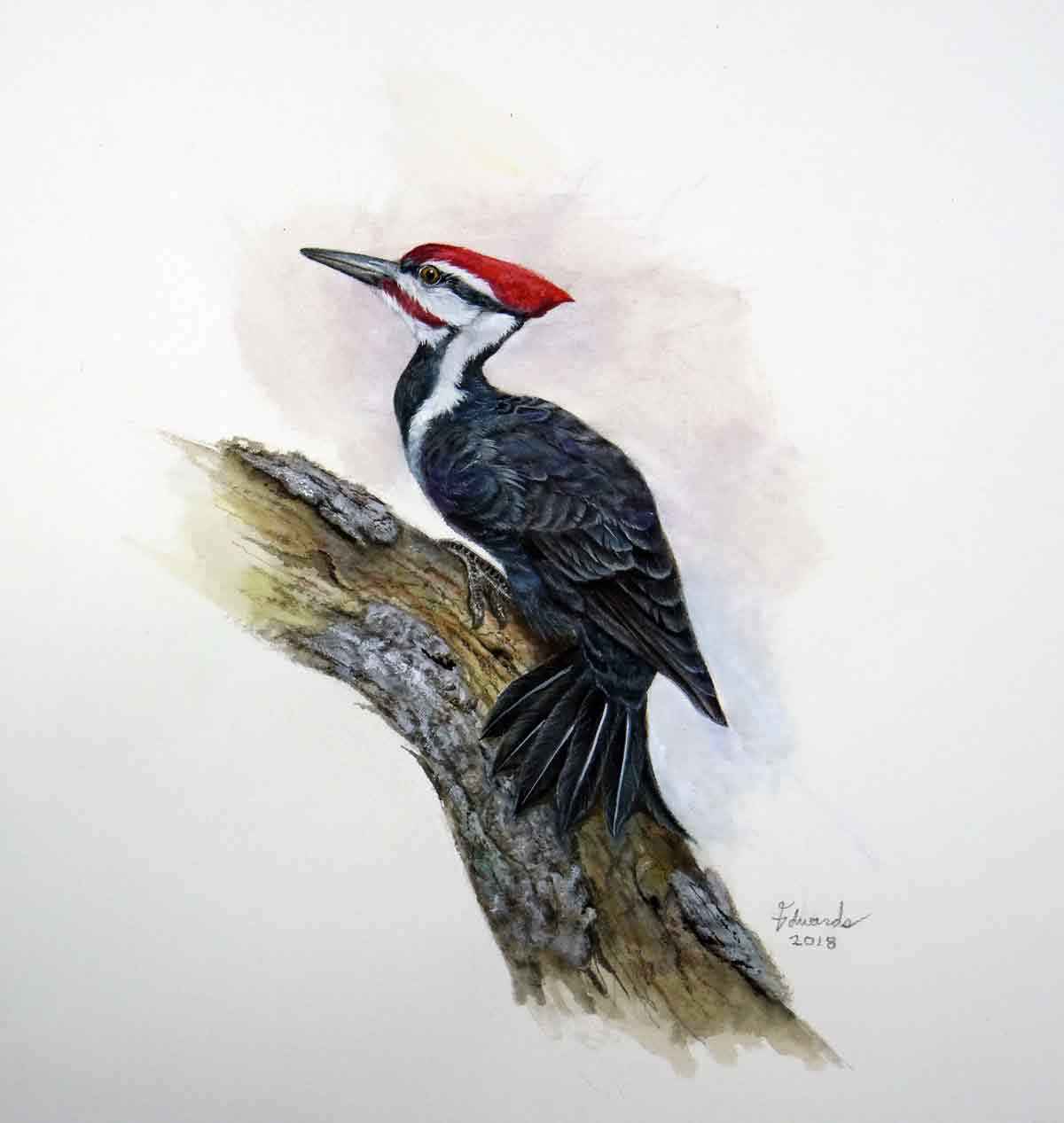 Pileated Woodpecker by  Wallace Edwards - Masterpiece Online