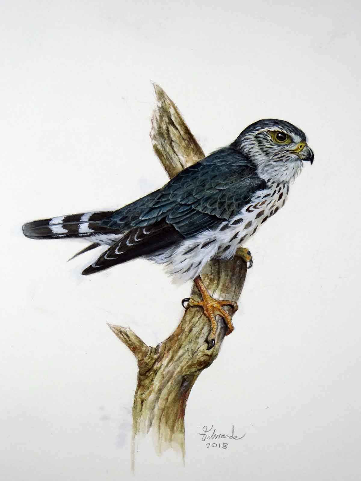 Pigeon Hawk by  Wallace Edwards - Masterpiece Online