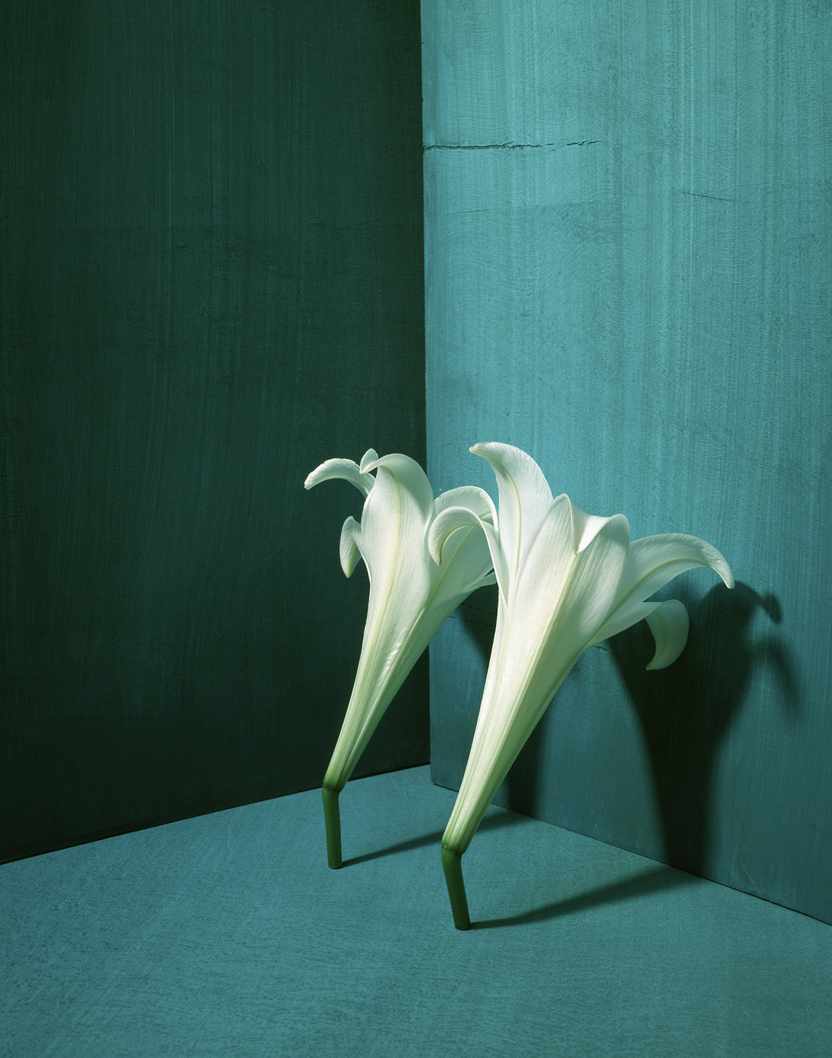 Calla Lilies by Masatomo Kuriya