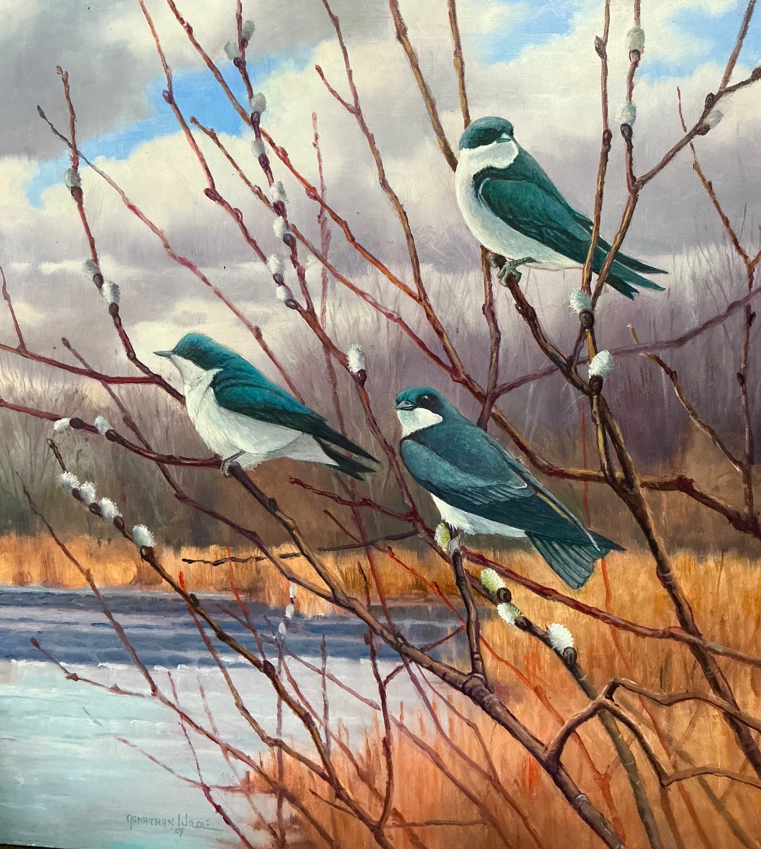 Image of Tree Swallows by Jonathan Wilde