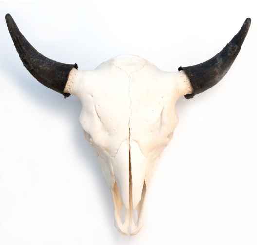 Bison Skull: Natural ... by  Owen Mortensen - Masterpiece Online