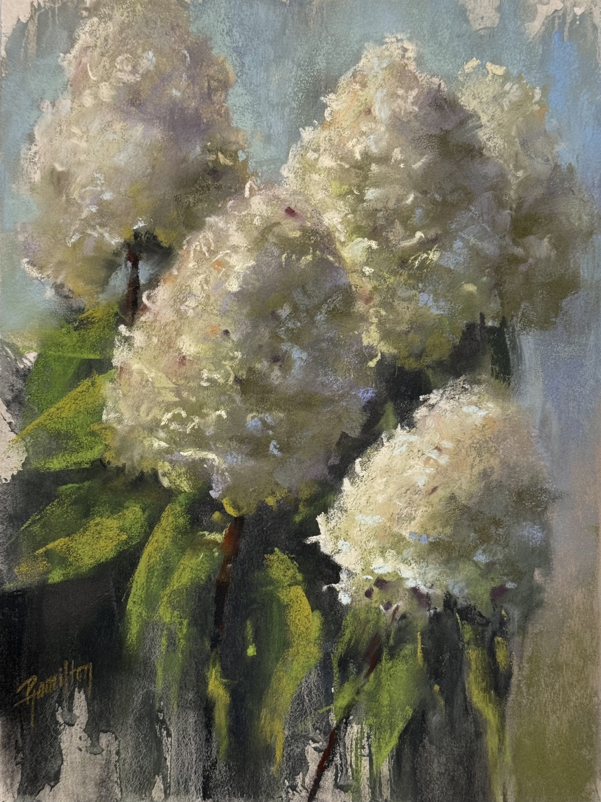 Image of Hydrangeas by Pamela Hamilton