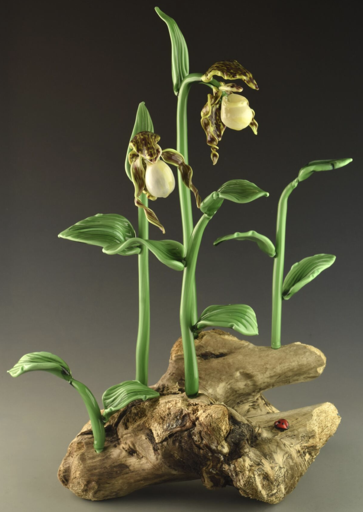 Image of Yellow Lady Slipper Orchid by Vicki Schneider