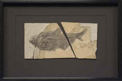 Framed Diplomystus 23... by   Fossils - Masterpiece Online