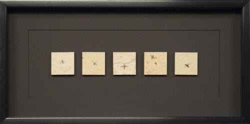 5 Framed March Flys 2... by   Fossils - Masterpiece Online