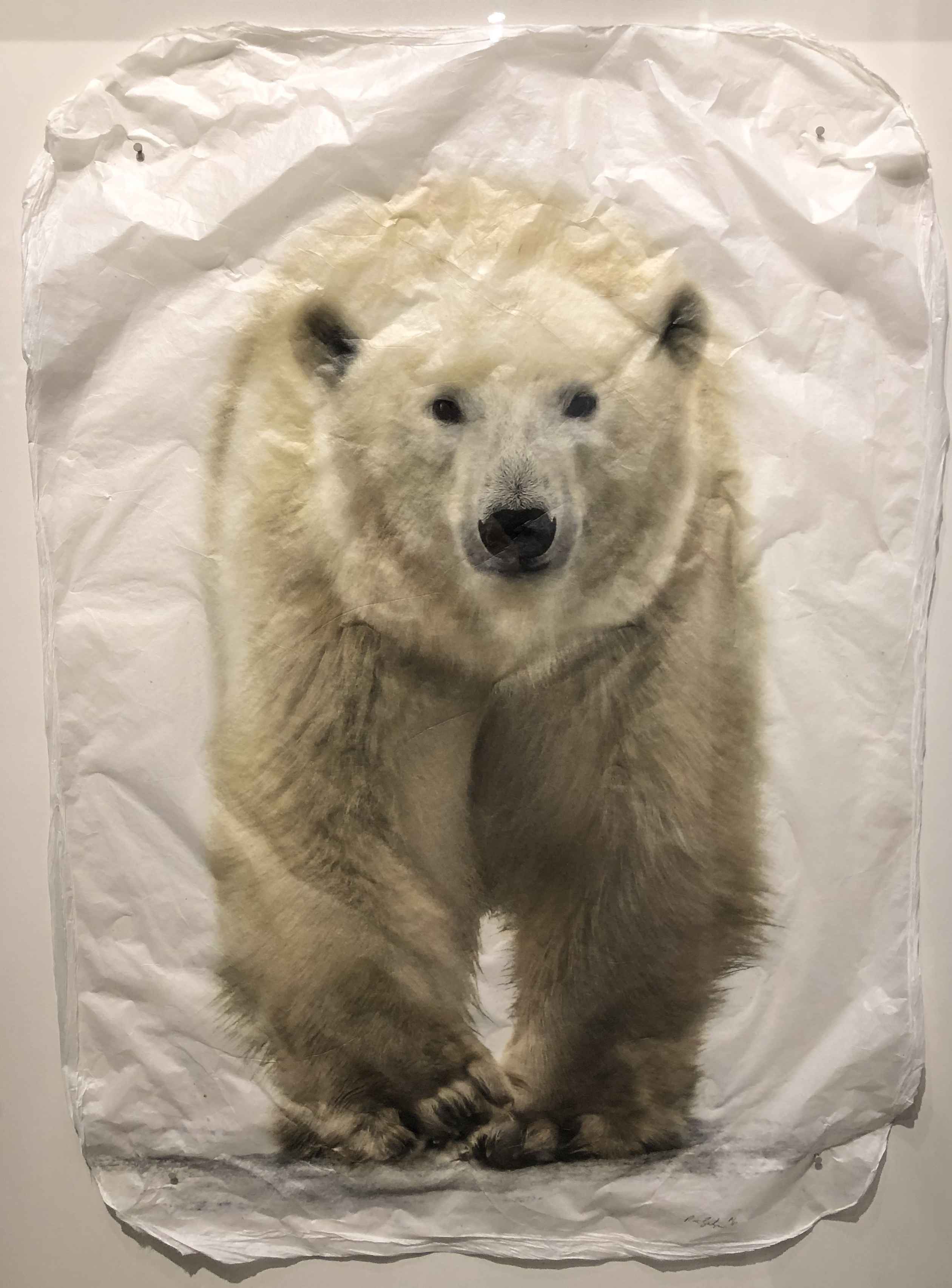 Polar Bear by  Pete Zaluzec - Masterpiece Online