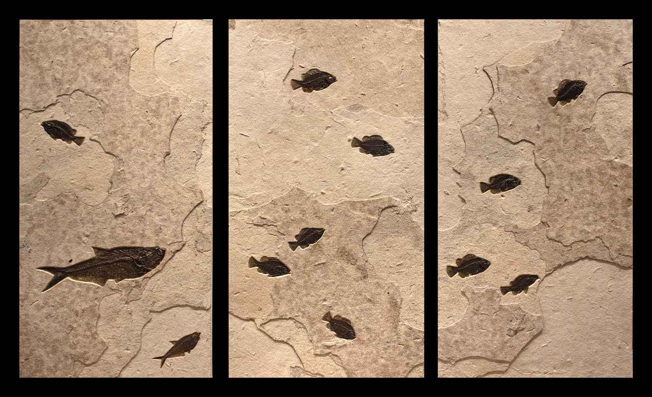 Fossil Triptych 5002 by   Fossils - Masterpiece Online