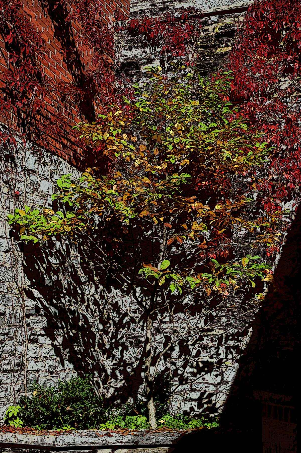 Shadow Leaves #4 - AP... by  Hersh Jacob - Masterpiece Online