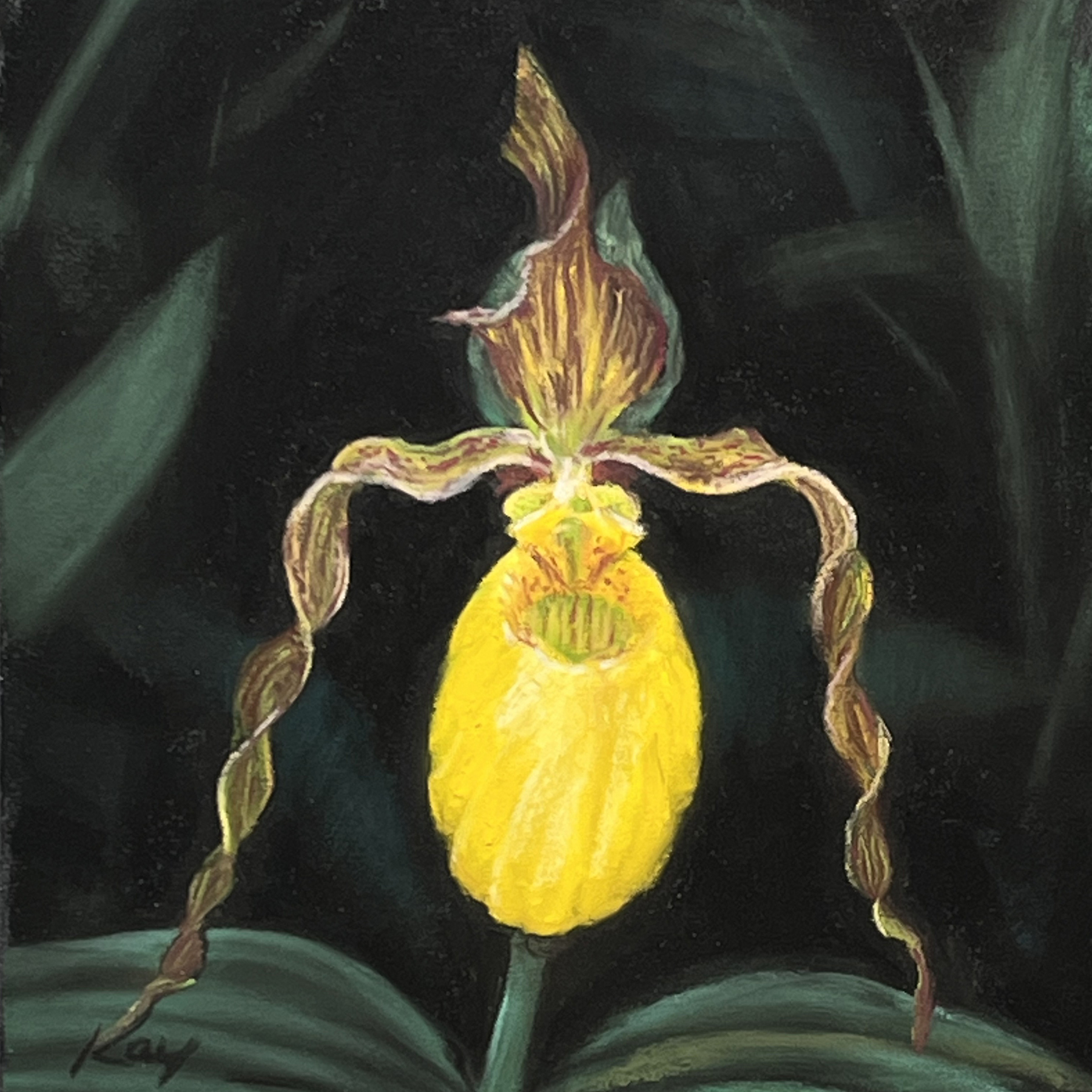 Image of Cypripedium parviflorum by Kay Brathol-Hostvet