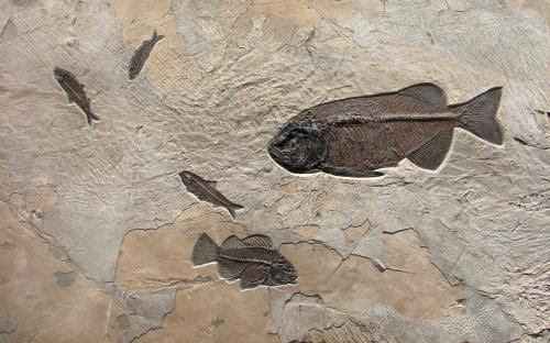 Fossil Mural 3008 by   Fossils - Masterpiece Online