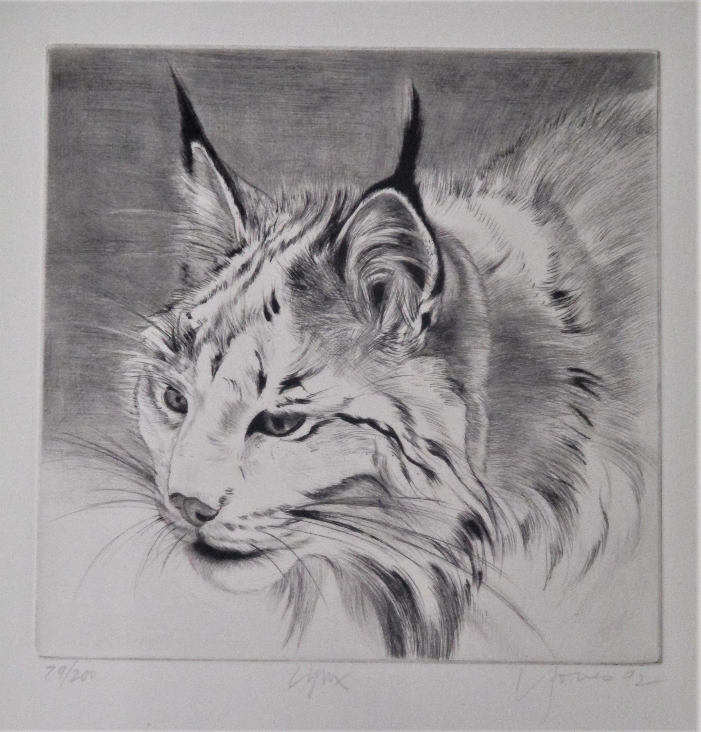 Lynx by  Liza Jones - Masterpiece Online