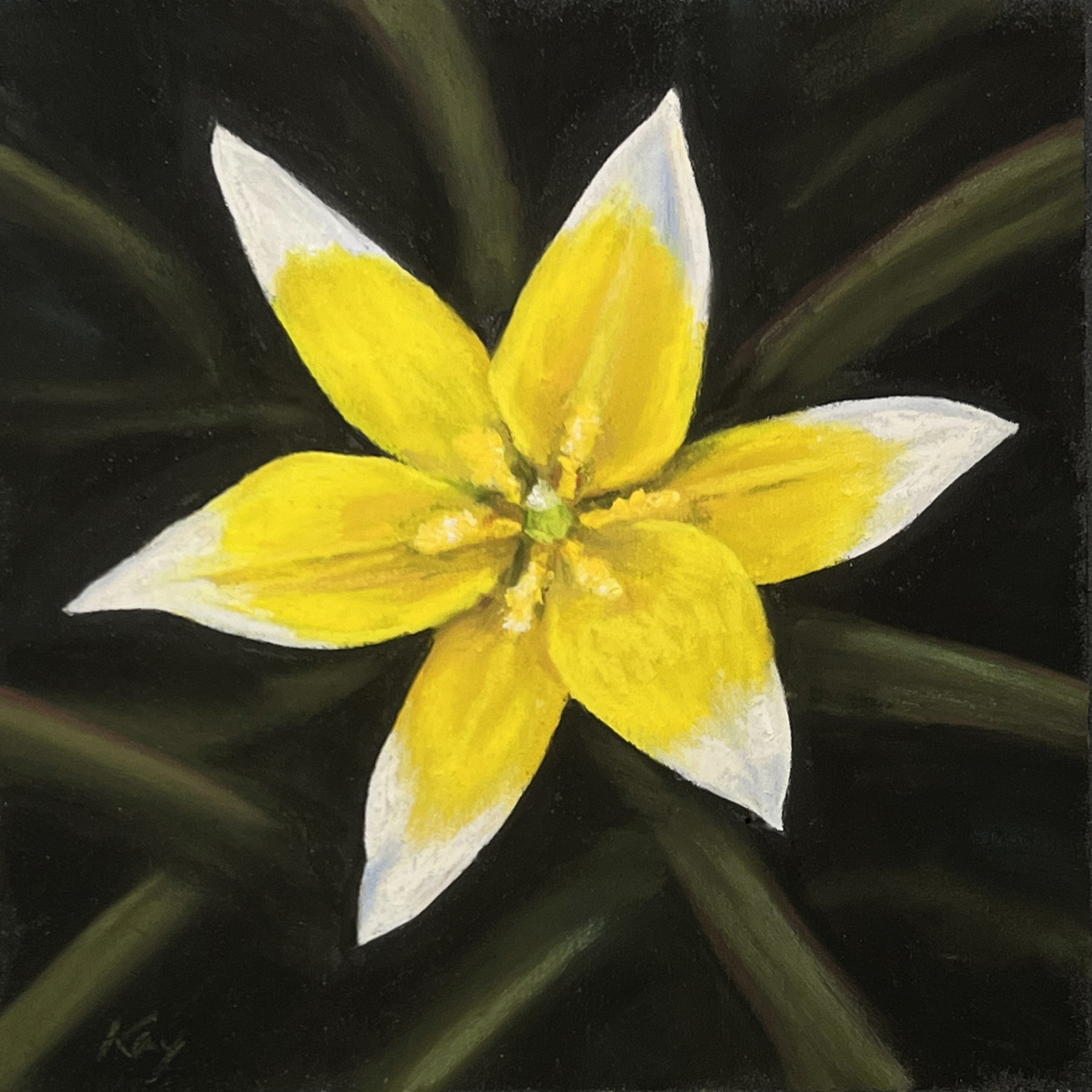 Image of Tulipa tarda by Kay Brathol-Hostvet