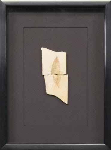 Framed Leaf 2370 by   Fossils - Masterpiece Online