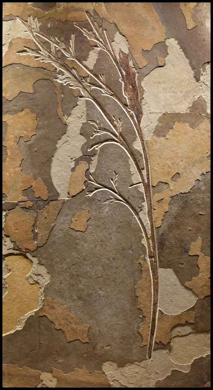 Fossil Branch with La... by   Fossils - Masterpiece Online