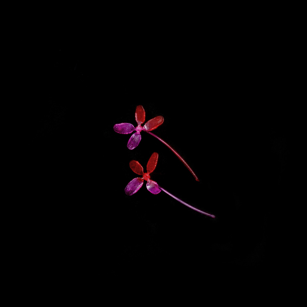 Earpin, flower by Floor Mommersteeg