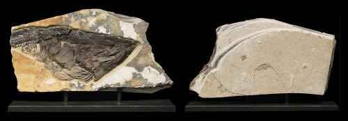 Fossil Sculpture 0329 by   Fossils - Masterpiece Online