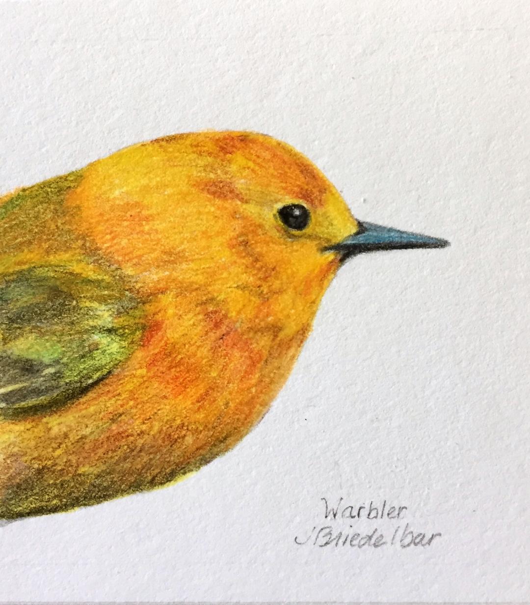 Warbler (head study)