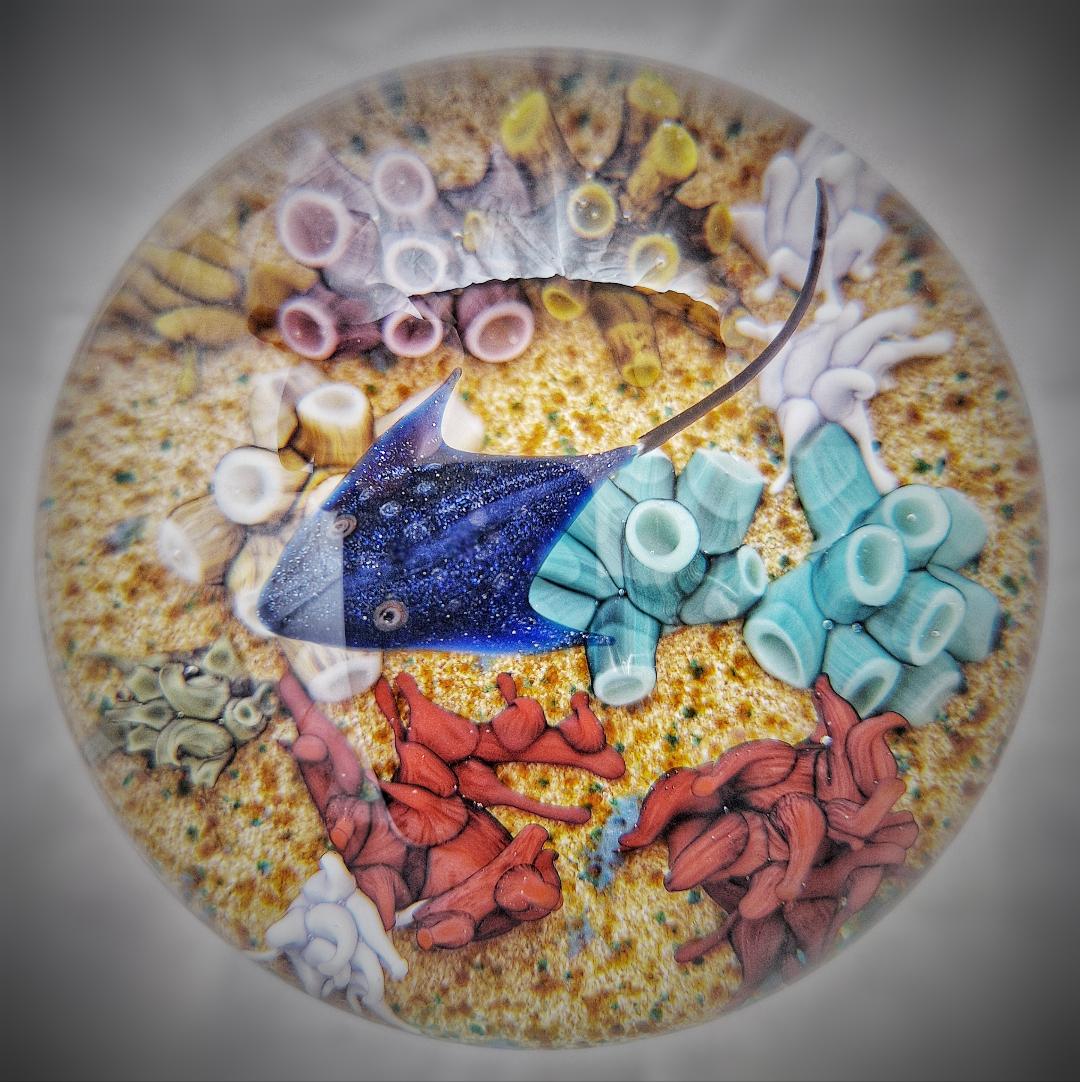 Image of Manta Ray Rockpool by William Manson