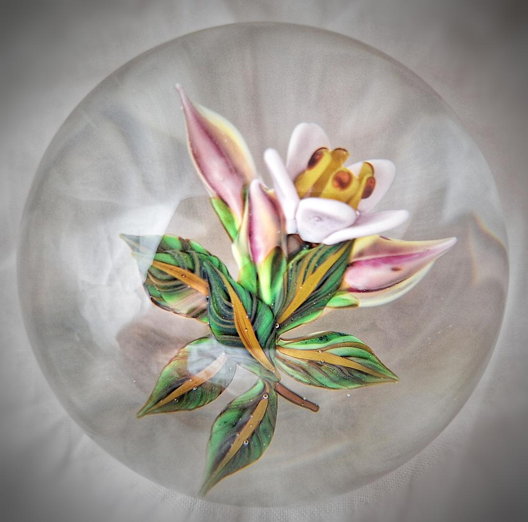 Image of Mini Helleborus by William Manson