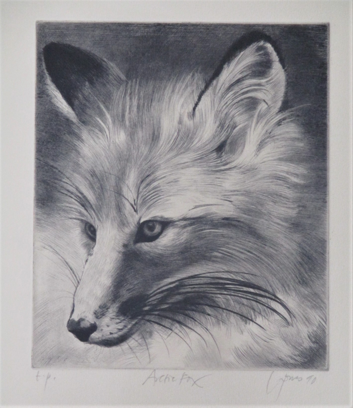 Arctic Fox by  Liza Jones - Masterpiece Online