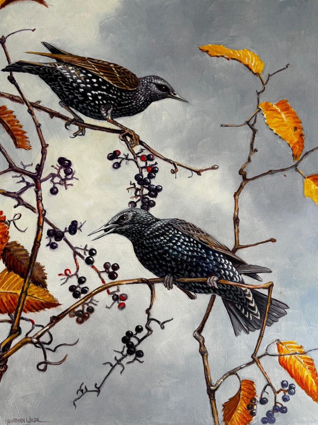 Image of Winter Plummage Starlings by Jonathan Wilde