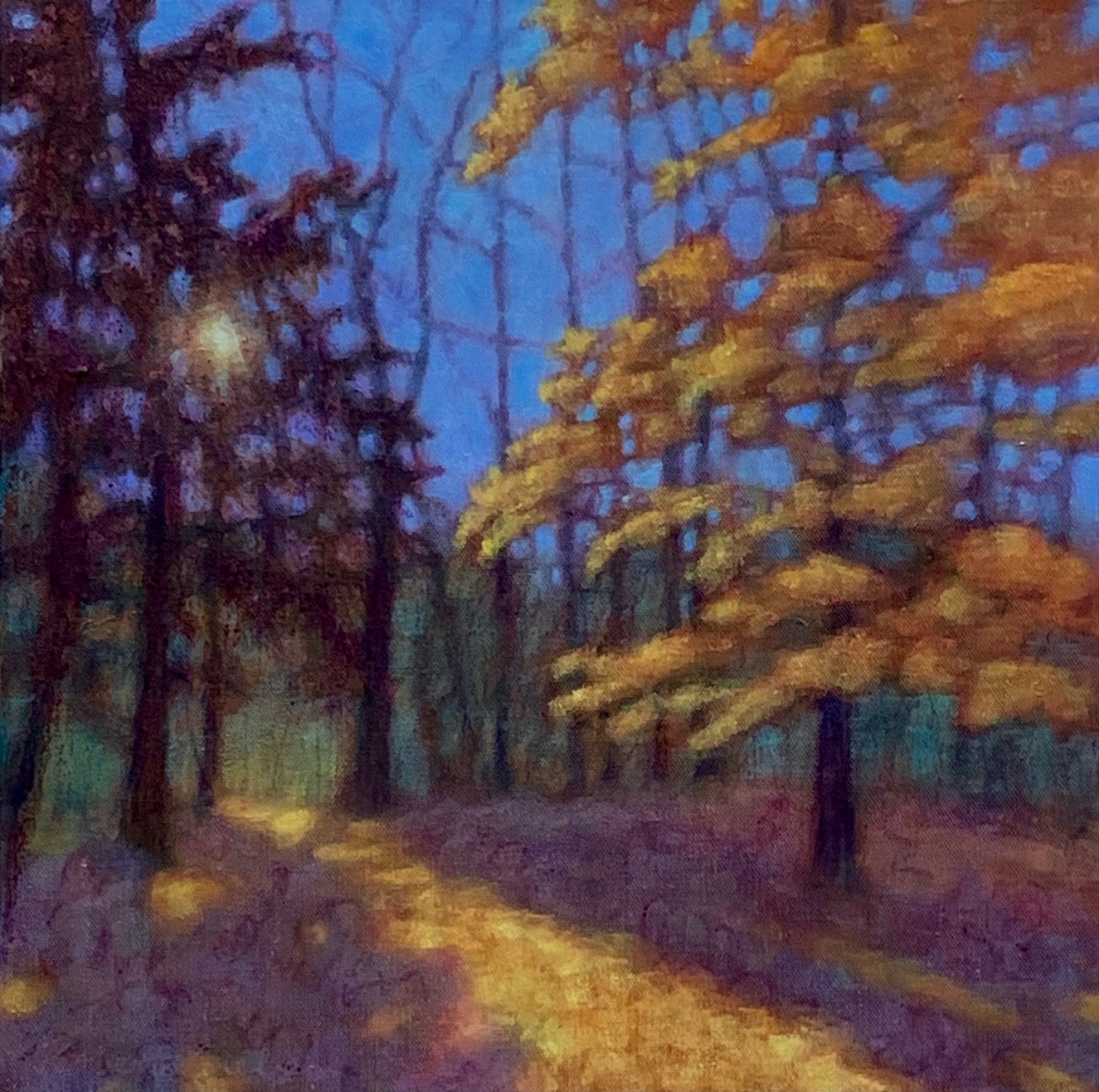 Image of Autumn Sunlight Through Trees by Roberta Sieber