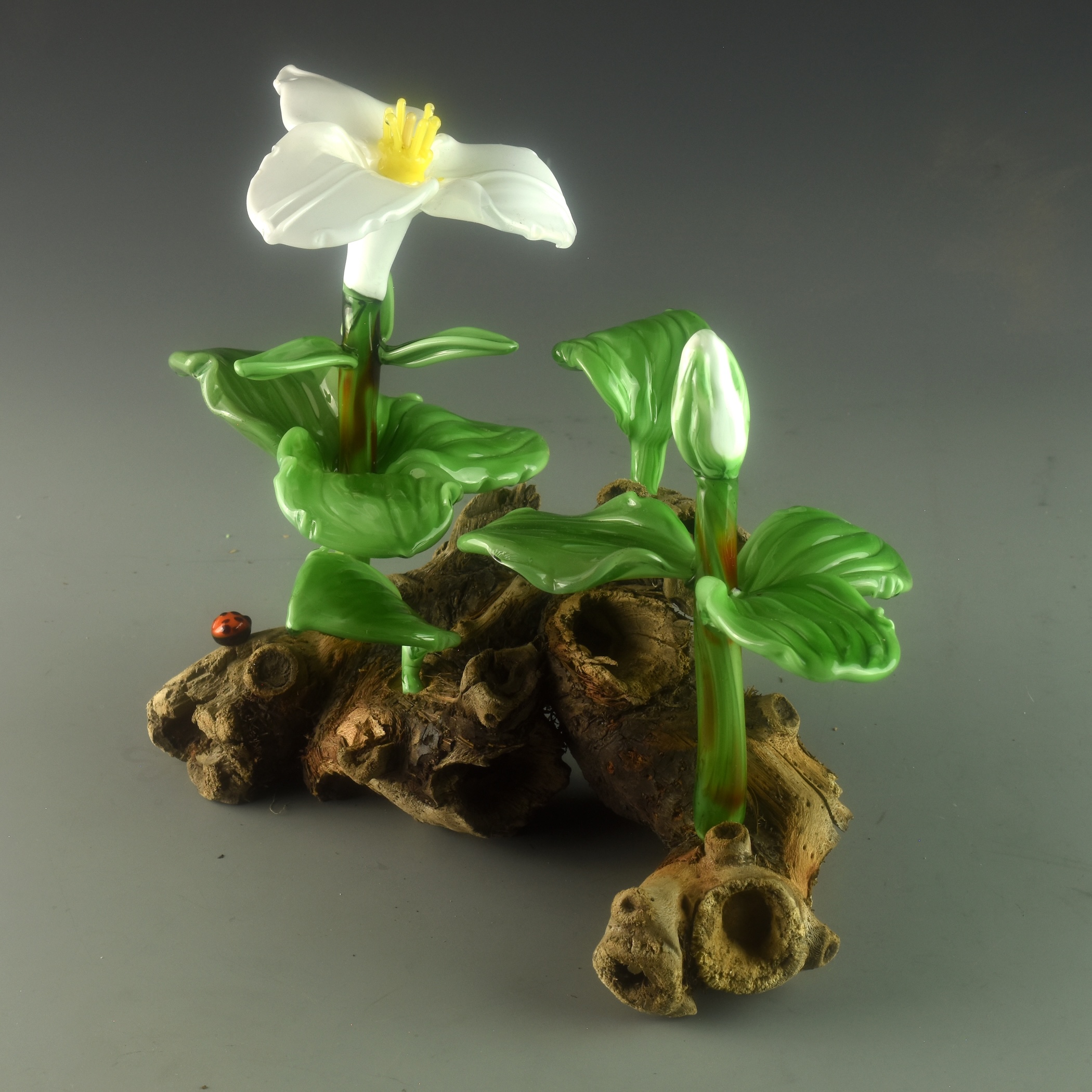 Image of White Blooming Trillium by Vicki Schneider