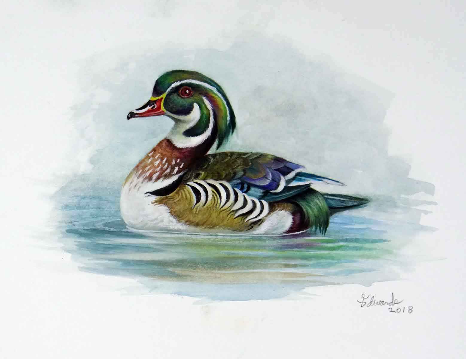 Wood Duck by  Wallace Edwards - Masterpiece Online