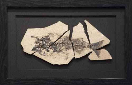 Framed Mioplosus 8410 by   Fossils - Masterpiece Online