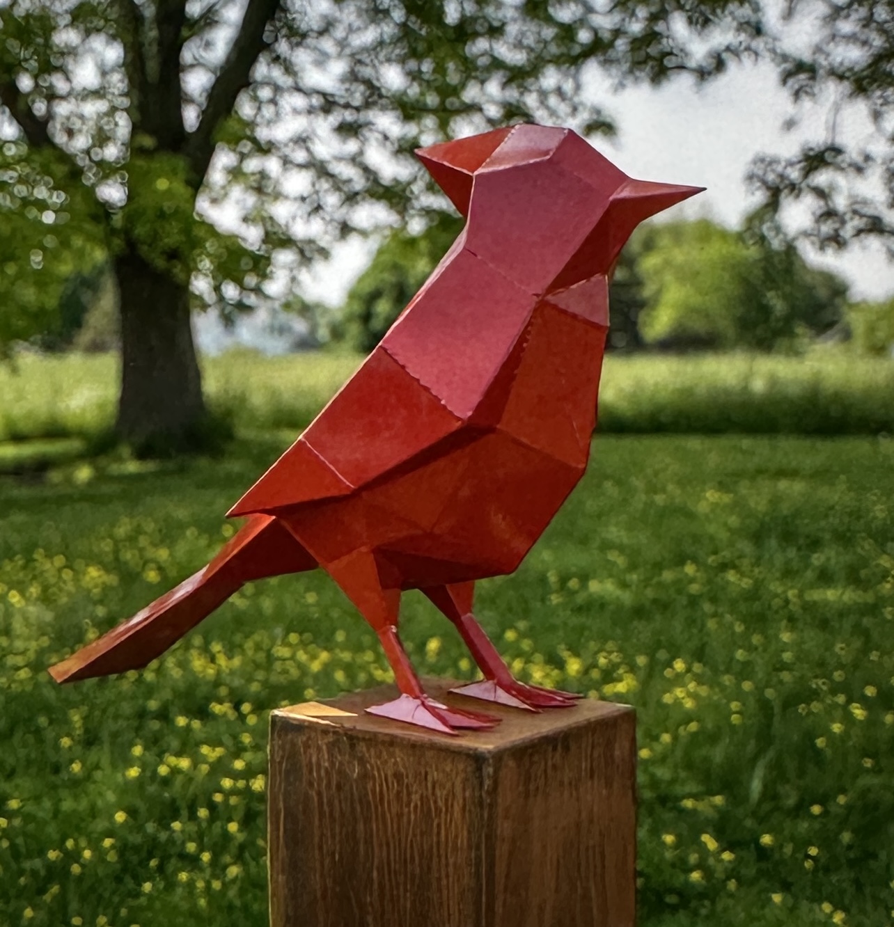 Image of Sunrise Cardinal by Dale Rogers
